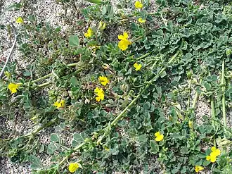 Medicago littoralis