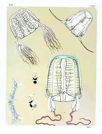 Tamoya haplonema, Canal de São Sebastião, São Sebastião, SP, Brasil