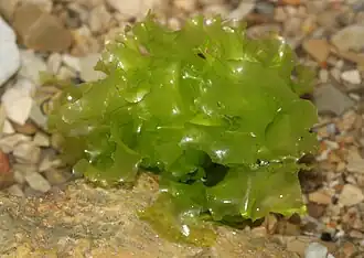 Ulva lactuca