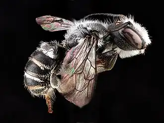 Megachile campanulae macho