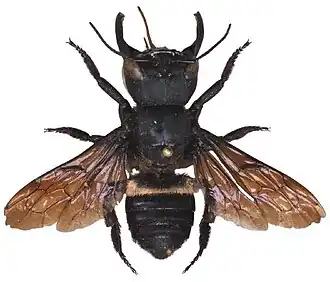 Fotografia de um espécime de Megachile pluto, considerada "a maior abelha do mundo"; descoberta por Alfred Russel Wallace, em 1859.[1]