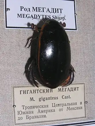 Megadytes giganteus