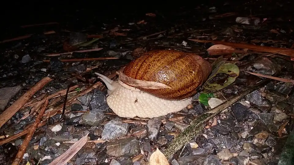 Caracol Megalobulimus dryades