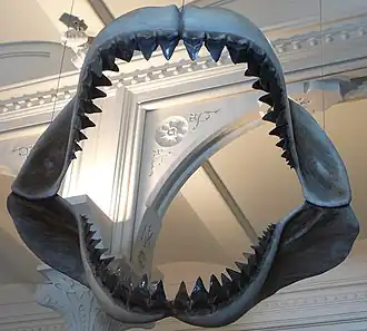 Megalodon atacando baleias