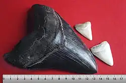 foto comparando o dente de um megalodonte ao lado de um dente de um tubarão branco, mostrando que o dente do megalodonte era pelo menos 6 vezes maior.