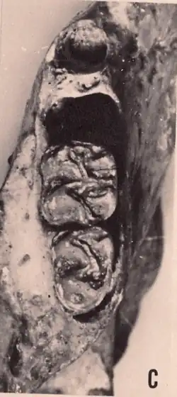 Dois dentes em um osso, com duas grandes aberturas antes do dente frontal