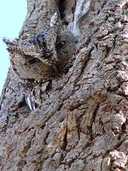 A coruja-do-leste evita detecção durante o dia devido à sua camuflagem eficaz entre a casca de árvores decíduas