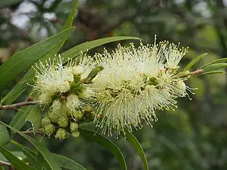 Melaleuca salicina