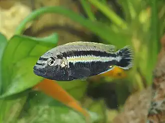 Melanochromis auratus