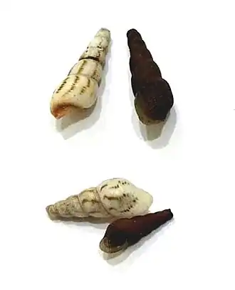 Variações de cor em conchas de M. tuberculata. Espécimes do Guarujá, São Paulo, Brasil; coletados em habitat de estuário. Indivíduos adultos apresentam, geralmente, a perda da protoconcha, como observado nestes espécimes.[1]