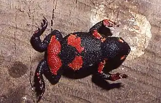 Melanophryniscus atroluteus