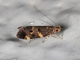 Meleonoma flavilineata