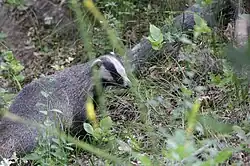 texugo-da-areia-comum