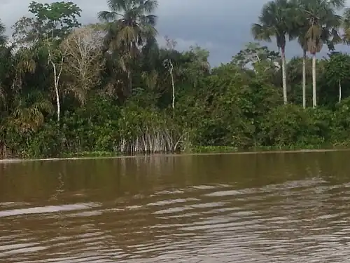 Rio, com floresta ao fundo
