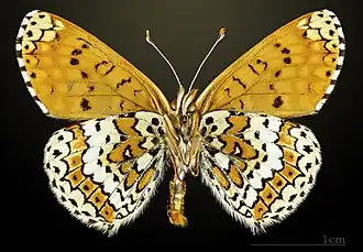 △ Melitaea cinxia