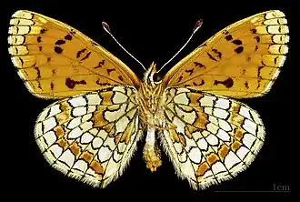 ♂ △ Lado ventral. MHNT