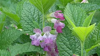 Melittis melissophyllum