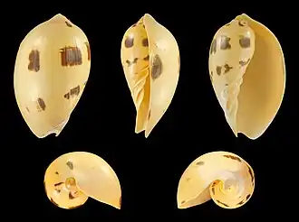 Cinco vistas da concha de Melo melo, uma espécie da Malásia e mar da China Meridional[1]; considerada a espécie-tipo do gênero Melo; inicialmente colocada em Voluta.[2]