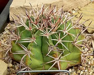 Melocactus aracutuensis