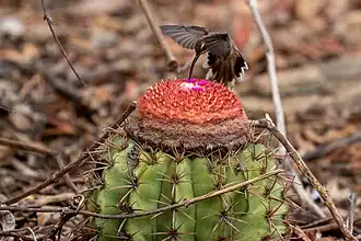 Cefálio de Melocactus zehntneri visitado por um beija-flor