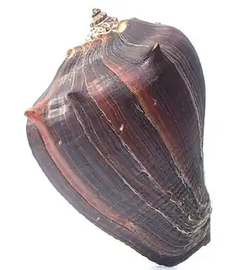 Vista superior de uma concha de M. patula, com o perióstraco.