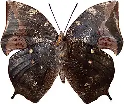 Vista inferior de Memphis acidalia (ex Anaea acidalia[4] ou Anaea memphis).[6]