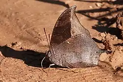 Vista inferior de M. appias, se alimentando de substâncias mineralizadas do solo.