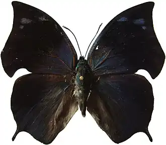 Vista superior de M. boliviana (ex Anaea boliviana)[1], da Bolívia.[2]