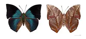 Vista superior (esquerda) e inferior (direita) de Memphis phantes (ex Anaea vicinia),[4][6] cujo tipo nomenclatural fora coletado na província de Chanchamayo (Peru).[4]