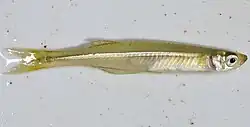 Menidia beryllina