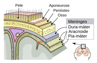 Meninges do sistema nervoso central