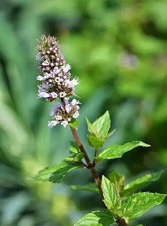 Mentha suaveolens
