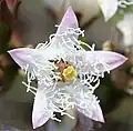 Flor de Menyanthes trifoliata