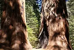 tronco robusto de uma árvore-gigante no bosque Merced Grove