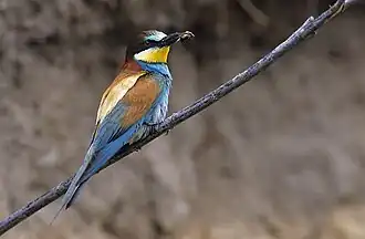 Merops apiaster, um abelharuco
