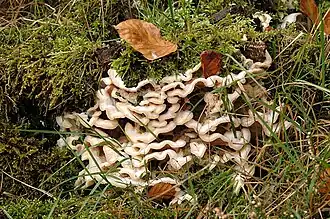 Merulius tremellosus