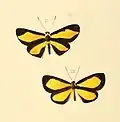 Ilustração de 1875 com Mesenopsis bryaxis, um Riodinidae envolvido em padrões miméticos.[12]
