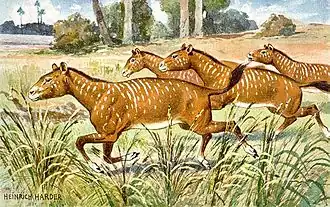 Mesohippus bairdi Um perissodáctilo