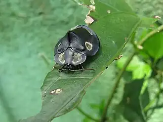 Mesomphalia turrita em Santo André (SP).
