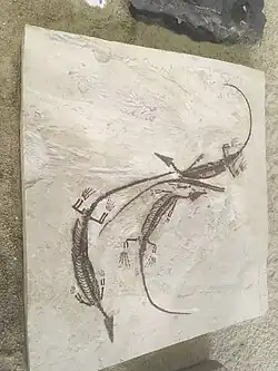 dois fósseis de Mesosaurus em ao lado do outro em uma placa de rocha calcárea.