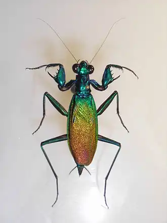 Metallyticus splendidus
