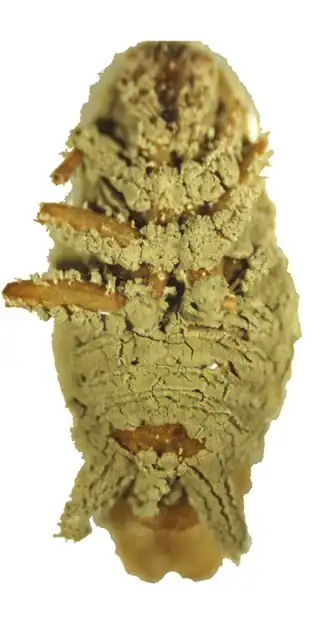 Barata morta por M. anisopliae