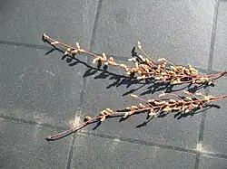 Cones portadores de pólen