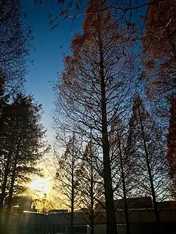 Perfil de Metasequoia glyptostroboides
