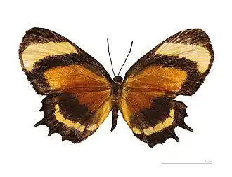 M. cecilia, vista superior.