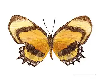 M. cecilia, vista inferior.