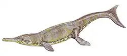 Além do Dinocephalosaurus, os metriorrinquídeos, como o Metriorhynchus, representam os únicos arcosauromorfos vivíparos.
