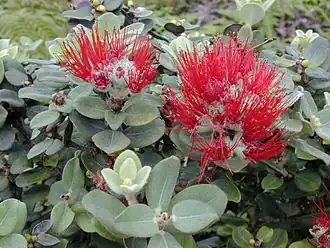 Flores de ʻŌhiʻa lehua.