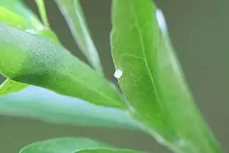 Adelia vaseyi com ovos de Myscelia ethusa