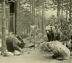 Ursus arctos nelsoni